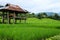 Verdant rice fields