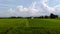 verdant rice fields with views of white clouds