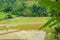 Verdant Rice Paddy Landscape. Rural Tranquility of Paddy Fields