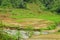 Verdant Rice Paddy Landscape. Rural Tranquility of Paddy Fields