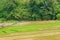 Verdant Rice Paddy Landscape. Rural Tranquility of Paddy Fields