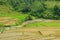 Verdant Rice Paddy Landscape. Rural Tranquility of Paddy Fields