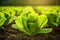 Verdant Romaine lettuce growing farm. Generate Ai