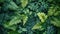 Verdant Serenity: A Lush Green Foliage Background, fern leaves, leaf