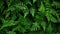 Verdant Serenity: A Lush Green Foliage Background, fern leaves, leaf