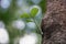 Verdant sprout growing on bark tree