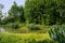 Verdant woods and aquatic grass along riverside in sunny summer