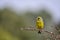 Verderon or Chloris chloris, passerine - Fringillidae family.