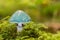 Verdigris agaric mushroom - Stropharia aeruginosa - growing in moss