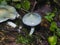 Verdigris agaric or Stropharia aeruginosa, blue mushroom, close-up, selective focus, shallow DOF