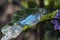 Verdigris on a eggplant leaf