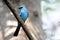 Verditer flycatcher