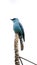 Verditer flycatcher