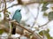 Verditer flycatcher