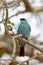 Verditer flycatcher