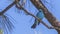 Verditer Flycatcher on Tree