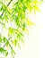 Verdure flourish bamboo foliage