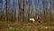 VERESEGYHAZ HUNGARY - MARCH 30 2019: View on the sleddogs racing with their trainer on a scooter during the event Medve-kupa Bear-