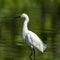 Verical shot of a great egret bird in the water