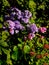 Verical shot of lovely violet flowers in an old garden