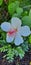 Verical shot of a white Hibiscus flowering plant with its leaves