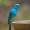 Veriditer Flycatcher perched on a water feeder