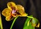 Verigated Orchid