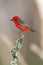 Vermilion Flycatcher