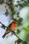 The Vermilion Flycatcher.