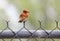 Vermilion Flycatcher on chain link fence, Tucson Arizona Desert