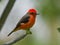 Vermilion Flycatcher (Pyrocephalus rubinos).