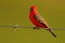 Vermilion Flycatcher, Pyrocephalus rubinus, beautiful red bird. Flycatcher sitting on the barbed wire with clear green