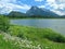 Vermilion Lakes with daisies