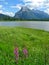 Vermilion Lakes with fireweed