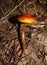 Vermilion Waxcap Mushroom