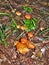Vermilion Waxcap Mushrooms growing on Forest Floor