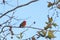 Vermillion fly catcher perched on a branch