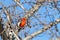 Vermillion fly catcher perched in a tree