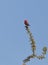 Vermillion Flycatcher