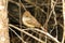 Vermillion Flycatcher - Female