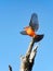 A Vermillion Flycatcher lands on a bare tree.