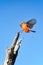 A Vermillion Flycatcher lands on a bare tree.