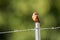 Vermillion Flycatcher perched on a post