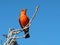 A Vermillion Flycatcher perched on a tree limb.