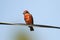 Vermillion Flycatcher perched on a wire