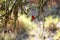 Vermillion flycatcher perching on a branch against blurred natural background, Barichara, Colombia