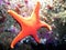 Vermillion Sea Star