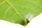 Vermin shaggy caterpillar en face on leaf edge