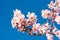 The vernal blooming of an almond tree. Blue sky background, pink flowers.