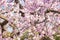 The vernal blooming of an almond tree. Blurred background.